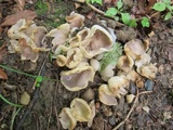 Sarcosphaera coronaria image