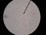 Kuehneromyces marginellus image
