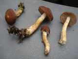 Psathyrella delineata image