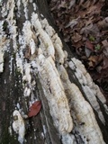 Antrodia heteromorpha image