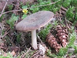 Pluteus atromarginatus image