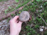 Pluteus atromarginatus image