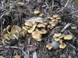 Pholiota spumosa image