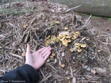 Pholiota spumosa image