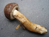 Psathyrella delineata image