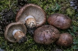 Tricholoma batschii image