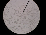Psathyrella delineata image