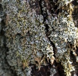 Cladonia caespiticia image