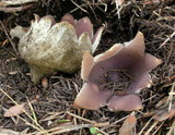 Sarcosphaera coronaria image