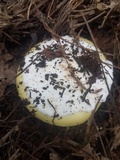 Amanita vernicoccora image
