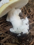 Amanita vernicoccora image