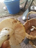 Amanita vernicoccora image