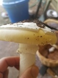 Amanita vernicoccora image