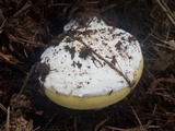 Amanita vernicoccora image