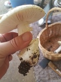Amanita vernicoccora image