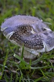 Amanita excelsa image