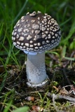 Amanita excelsa image