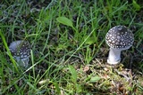 Amanita excelsa image
