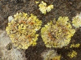Fulgensia fulgens image
