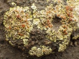 Fulgensia fulgens image