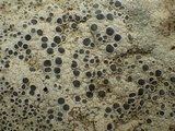 Diploschistes diacapsis image