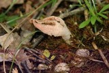 Pseudocolus fusiformis image