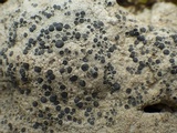 Diploschistes diacapsis image