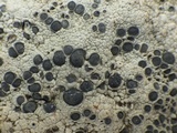 Diploschistes diacapsis image