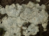 Diploschistes diacapsis image