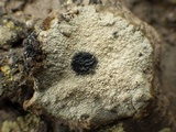 Diploschistes diacapsis image