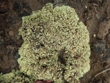 Squamarina cartilaginea var. cartilaginea image