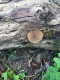 Simocybe centunculus var. centunculus image