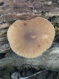 Simocybe centunculus var. centunculus image