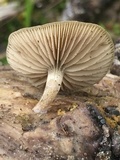 Simocybe centunculus var. centunculus image