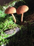 Flammulaster muricatus image