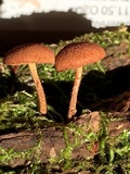Flammulaster muricatus image
