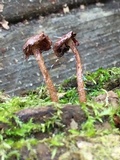 Flammulaster muricatus image