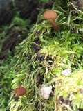 Flammulaster muricatus image