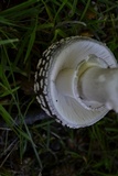 Amanita excelsa image