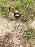 Coprinus calyptratus image