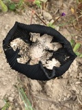 Coprinus calyptratus image