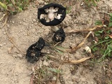 Coprinus calyptratus image