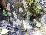 Kretzschmaria deusta image