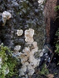 Kretzschmaria deusta image