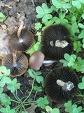 Psathyrella bipellis image