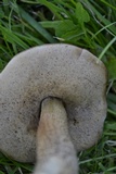 Leccinum scabrum f. scabrum image