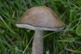 Leccinum scabrum f. scabrum image