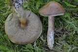 Leccinum scabrum f. scabrum image