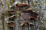 Hymenochaete rubiginosa image
