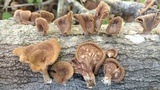 Panus lecomtei image
